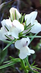 Misopates calycinum