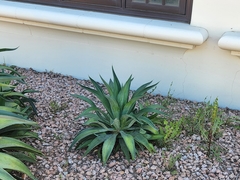 Agave