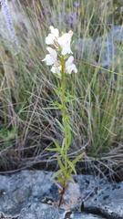 Misopates calycinum