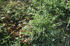 Parthenium hysterophorus