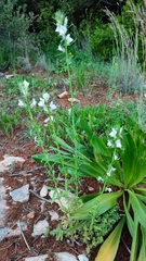 Misopates calycinum
