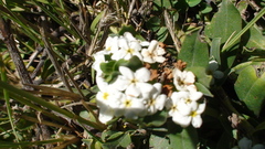 Lithospermum distichum