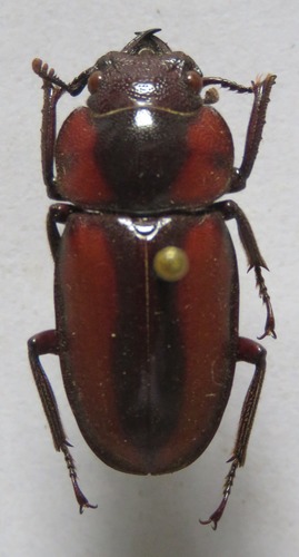 Prosopocoilus kasaiensis