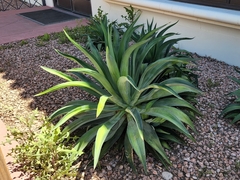 Agave