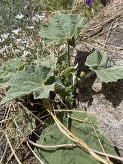 Abutilon mollicomum