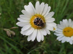 Trichiotinus assimilis