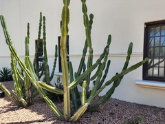 Lophocereus schottii