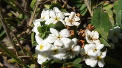 Lithospermum distichum