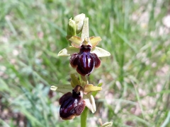 Ophrys sphegodes passionis