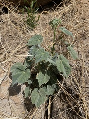 Abutilon mollicomum