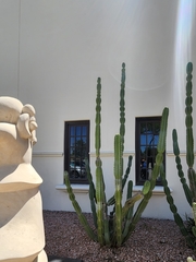 Lophocereus schottii