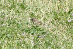 Passer domesticus