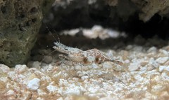 Leander tenuicornis