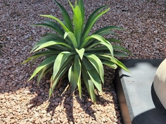 Agave
