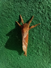 Schaefferiana epigramma