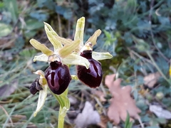 Ophrys sphegodes passionis