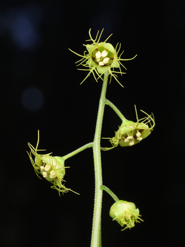 Uolaskėliniai nuotrauka