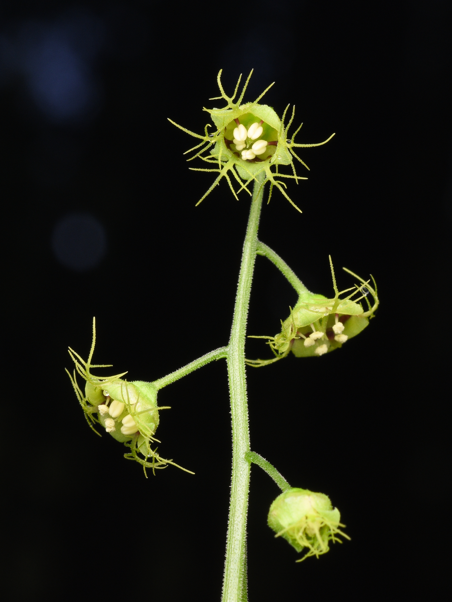 saxifrage family (Family Saxifragaceae) · iNaturalist