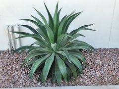 Agave