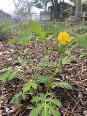 Stylophorum diphyllum