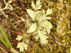 Collomia heterophylla