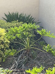 Thaumatophyllum xanadu