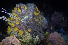 Siphonodictyon coralliphagum