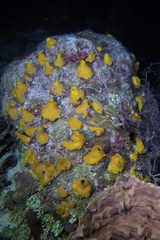 Siphonodictyon coralliphagum