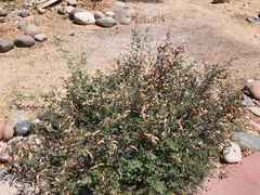 Fabaceae
