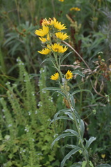 Helianthus maximiliani