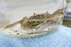 Cyrtograpsus angulatus