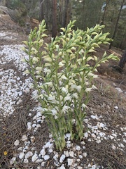 Cephalanthera epipactoides