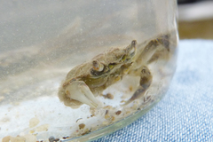 Cyrtograpsus angulatus