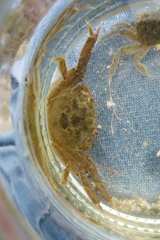 Cyrtograpsus angulatus