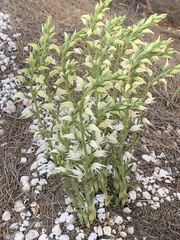 Cephalanthera epipactoides
