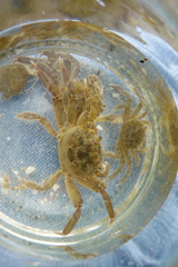 Cyrtograpsus angulatus