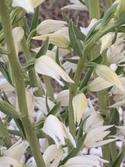 Cephalanthera epipactoides