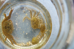 Cyrtograpsus angulatus