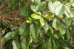 Syzygium forte