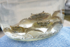 Cyrtograpsus angulatus