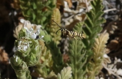 Synanthedon bibionipennis