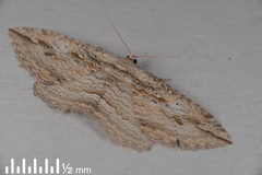 Austrocidaria gobiata