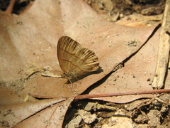 Cissia cleophes