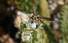 Synanthedon bibionipennis