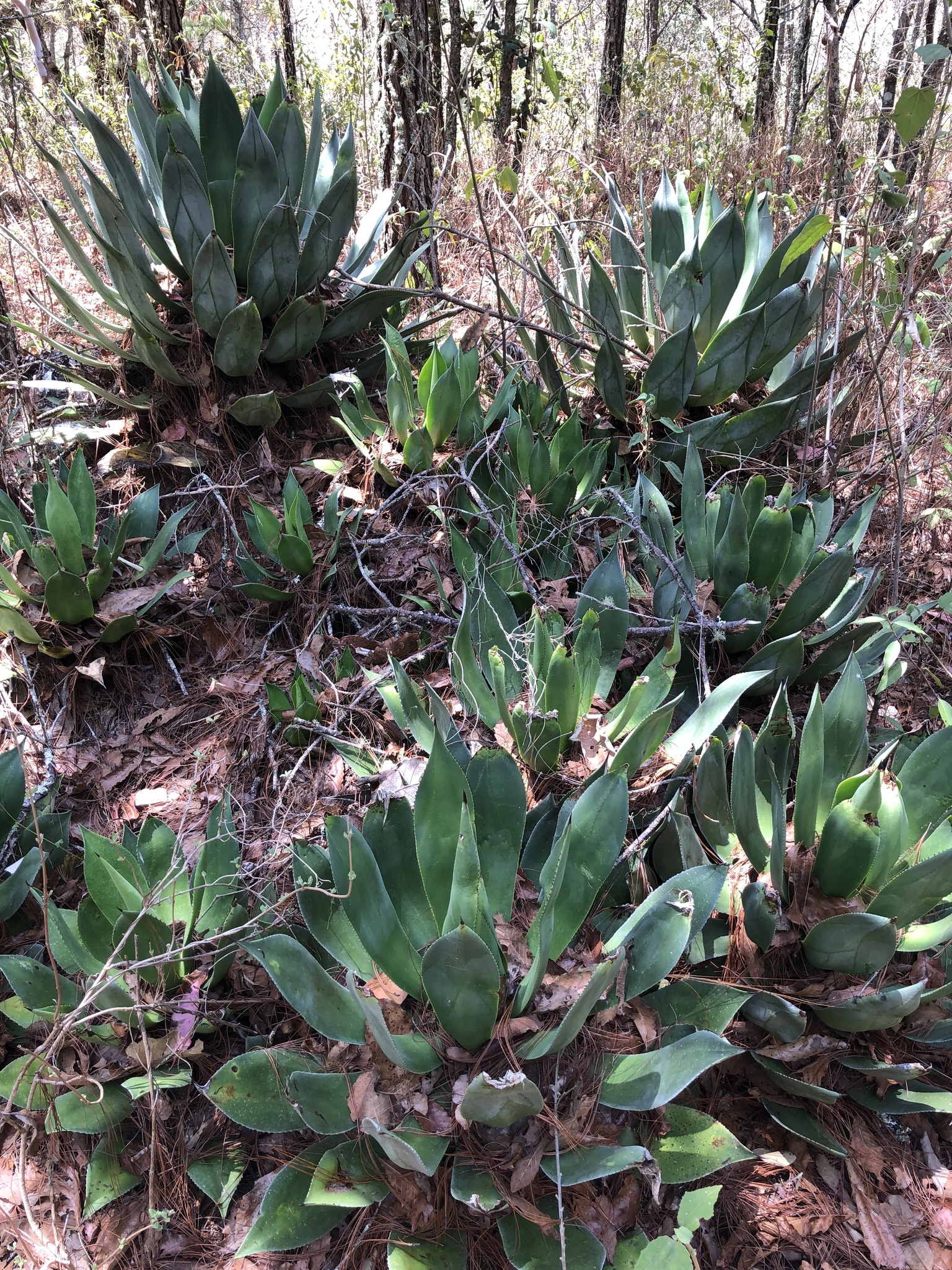 Agave chrysoglossa I.M.Johnst. 6