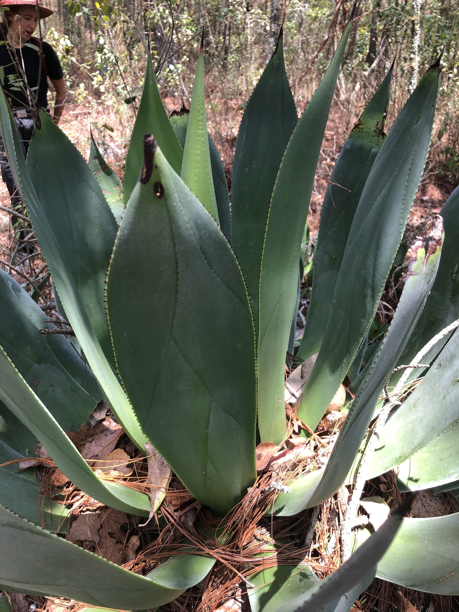 Agave chrysoglossa I.M.Johnst. 7