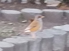 Turdus rufopalliatus