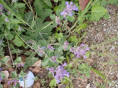 Nepeta × faassenii