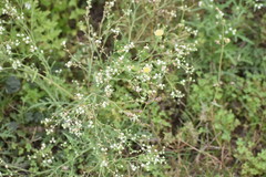 Parthenium hysterophorus