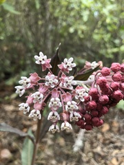 Asclepias pellucida